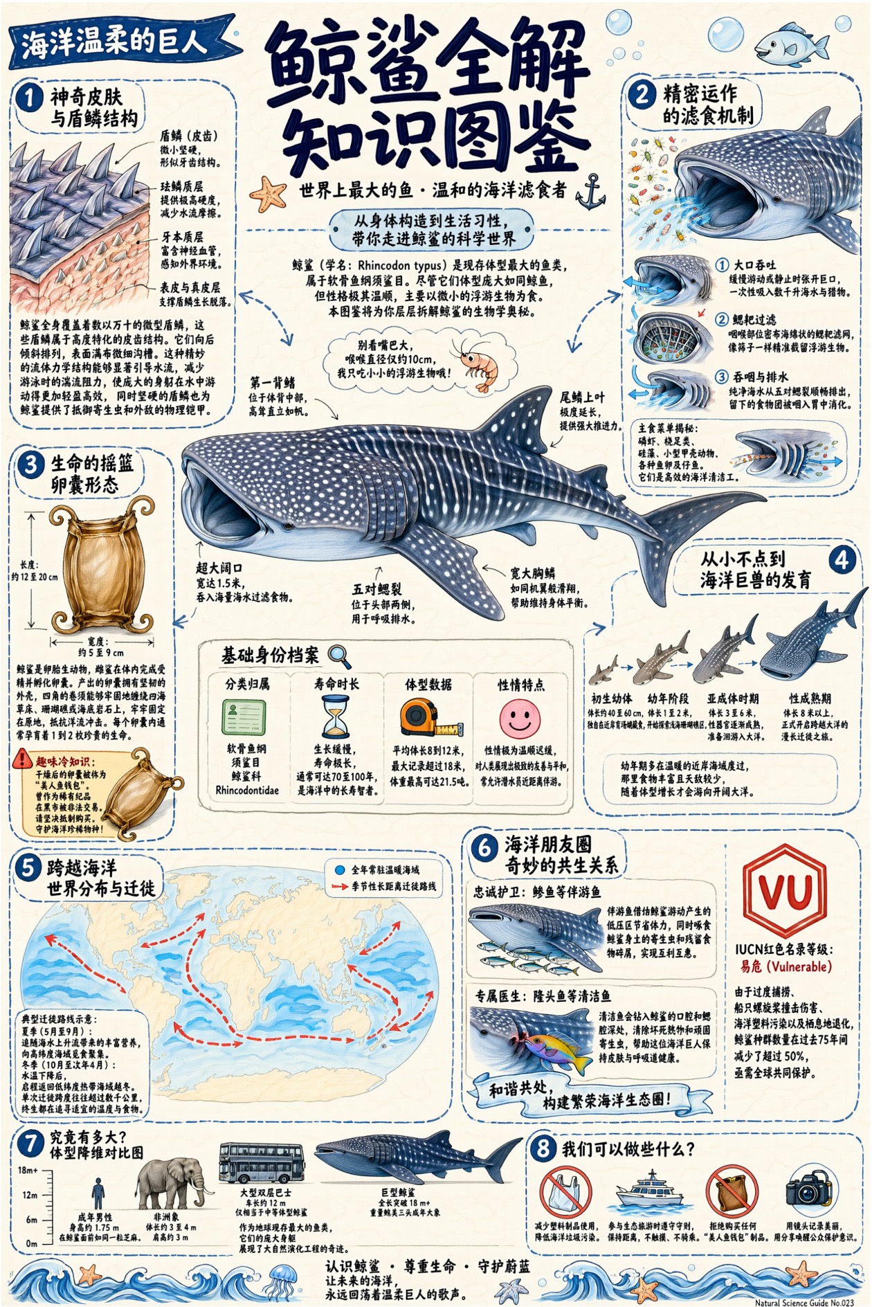 鲸鲨知识图鉴，八个分区的密集小字信息图